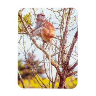 Magnet Flexible Patas est perché dans un arbre