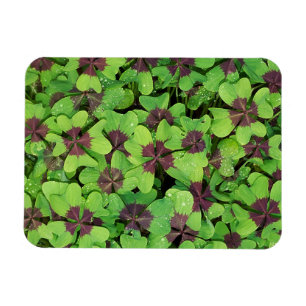 Magnet Flexible Patte de quatre feuilles de trèfle, Sorrel, avec D