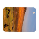 Magnet Flexible Pâturage de bisons sur la colline à Hayden Valley (Horizontal)