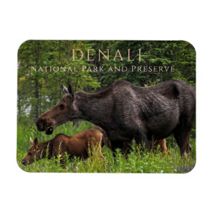 Magnet Flexible Pâturage de la vache d'orignal et des veaux, Parc
