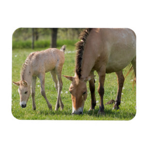 Magnet Flexible Pâturage du cheval et du poulain de Przewalski
