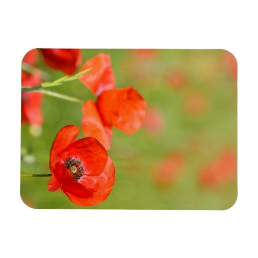 Magnet Flexible Pavot dans un champ de pavot aimant vertical (Horizontal)