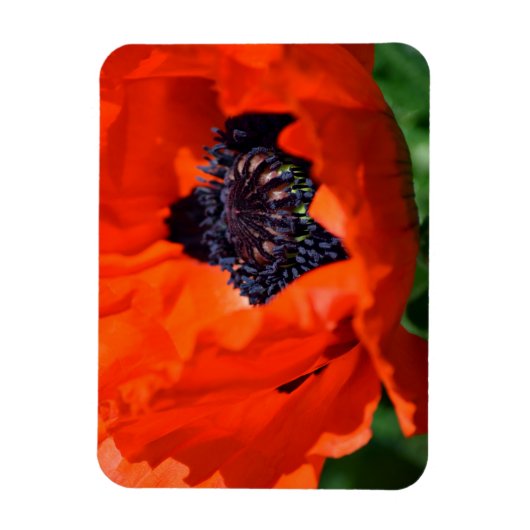 Magnet Flexible Pavot oriental (Vertical)