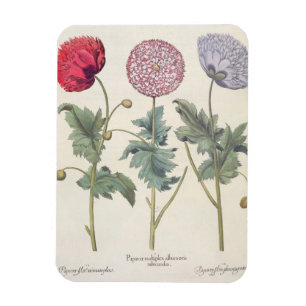 Magnet Flexible Pavots : rubicundis multiplex des albumoris