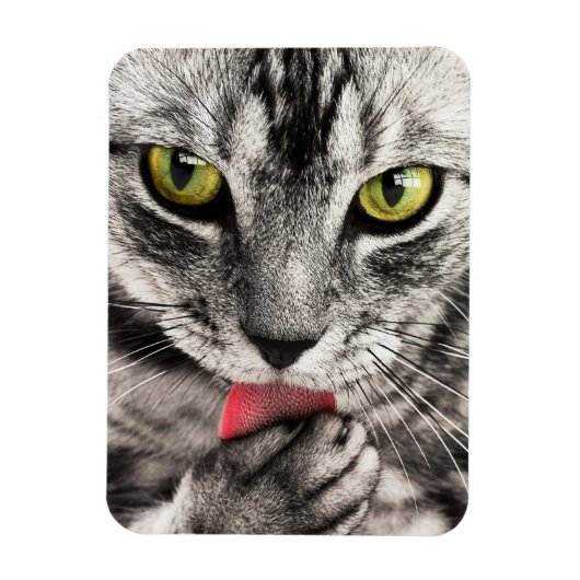 Magnet Flexible Paw de cueillette de chat Tabby (Vertical)