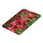 Magnet Flexible Pays-Bas (alias Holland), Lisse. Keukenhof 4 (Côté Gauche)