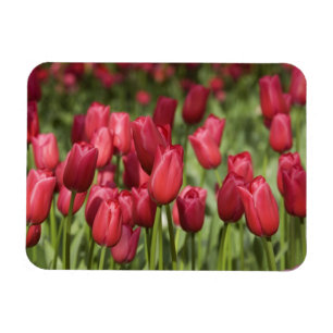 Magnet Flexible Pays-Bas (aussi appelé Hollande), Lisse. Keukenhof