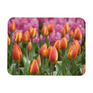Magnet Flexible Pays-Bas (aussi appelé Hollande), Lisse. Keukenhof