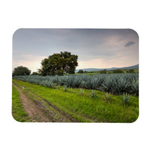 Magnet Flexible Paysage d'agave bleu