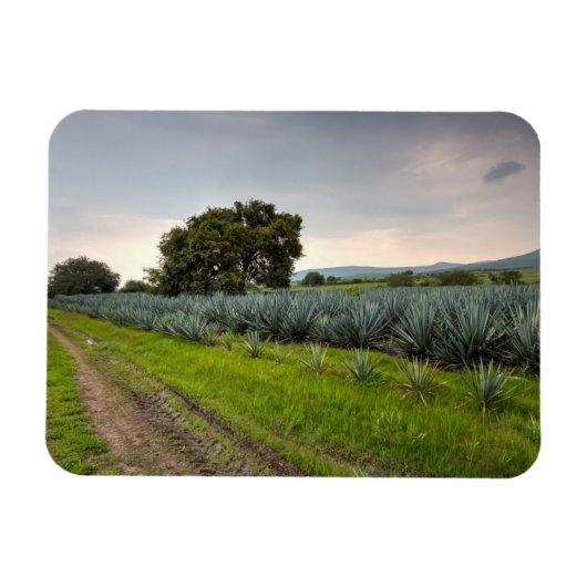 Magnet Flexible Paysage De Blue Agave (Horizontal)