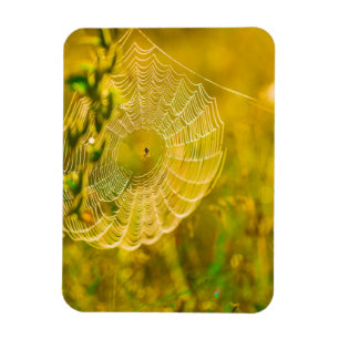 Magnet Flexible Paysage naturel Spiderweb Spiderweb Soleil  