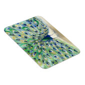 Magnet Flexible Peacock à San Diego 2 2013 (Côté Droit)