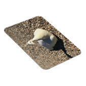 Magnet Flexible Peacock Blanc, Idaho (Côté Droit)