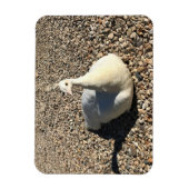 Magnet Flexible Peacock Blanc, Idaho (Vertical)