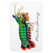 Magnet Flexible Peacock Mantis Aimant animal de récif de crevette (Vertical)