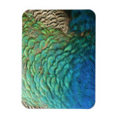 Magnet Flexible Peacock Plumes I Colorful Abstrait Nature Design (Vertical)