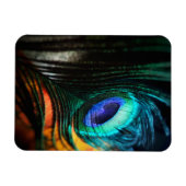 Magnet Flexible Peakcock Feather up close et personnel (Horizontal)