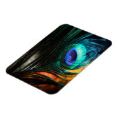 Magnet Flexible Peakcock Feather up close et personnel (Côté Gauche)