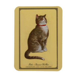 Magnet Flexible Peake, le chat tabby de Chessie