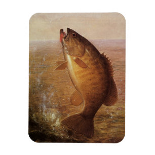 Magnet Flexible Pêche à l'ancienne, Achigan à petite bouche bondis