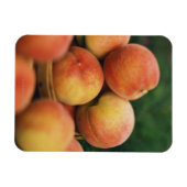 Magnet Flexible Pêche fraîche (Horizontal)