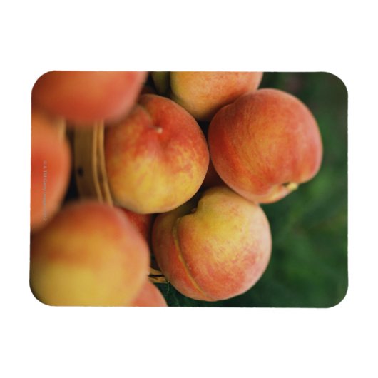 Magnet Flexible Pêche fraîche (Horizontal)