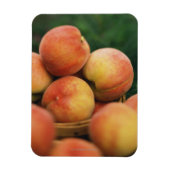 Magnet Flexible Pêche fraîche (Vertical)