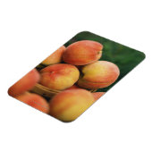 Magnet Flexible Pêche fraîche (Côté Gauche)