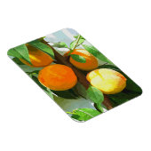 MAGNET FLEXIBLE PÊCHES (Côté Droit)