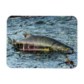 Magnet Flexible Pêcheurs les aiment Saumon (Horizontal)