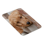 Magnet Flexible Peecing de Goldendoodle (Côté Droit)