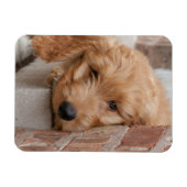 Magnet Flexible Peecing de Goldendoodle (Horizontal)