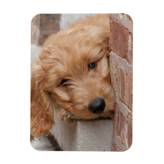 Magnet Flexible Peecing de Goldendoodle (Vertical)