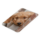 Magnet Flexible Peecing de Goldendoodle (Côté Gauche)