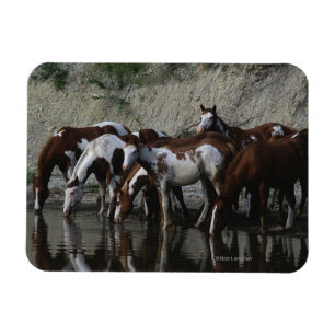 Magnet Flexible Peignez le boire de chevaux