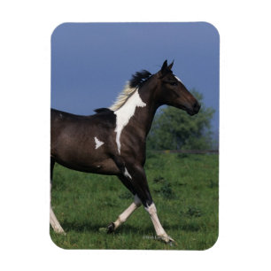 Magnet Flexible Peignez le cheval courant 2