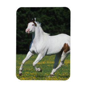 Magnet Flexible Peignez le cheval fonctionnant dans le domaine