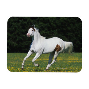 Magnet Flexible Peignez le cheval fonctionnant dans le domaine
