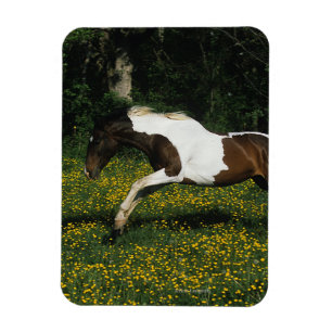 Magnet Flexible Peignez le cheval fonctionnant dans le domaine des