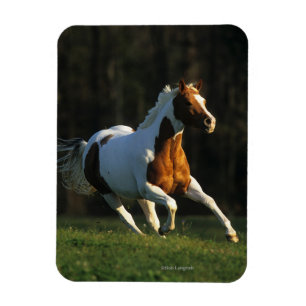 Magnet Flexible Peignez le cheval fonctionnant rapidement