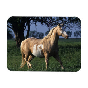 Magnet Flexible Peignez le cheval tenant 2