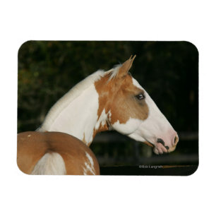 Magnet Flexible Peignez le Headshot 2 de cheval