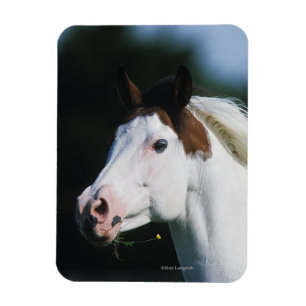 Magnet Flexible Peignez le Headshot 3 de cheval
