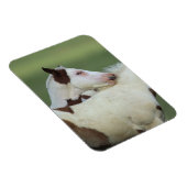 Magnet Flexible Peindre Foals Jouer (Côté Droit)