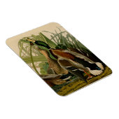 Magnet Flexible Peinture d'oiseaux de Mallard Duck Audubon (Côté Droit)
