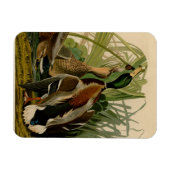 Magnet Flexible Peinture d'oiseaux de Mallard Duck Audubon (Horizontal)