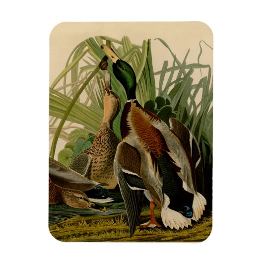 Magnet Flexible Peinture d'oiseaux de Mallard Duck Audubon (Vertical)