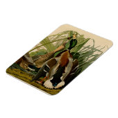 Magnet Flexible Peinture d'oiseaux de Mallard Duck Audubon (Côté Gauche)