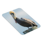 Magnet Flexible Pélican perché sur pylône (Côté Droit)