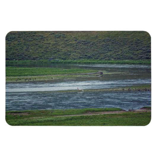 Magnet Flexible Pélicans rejoignez l'Oie (Horizontal)